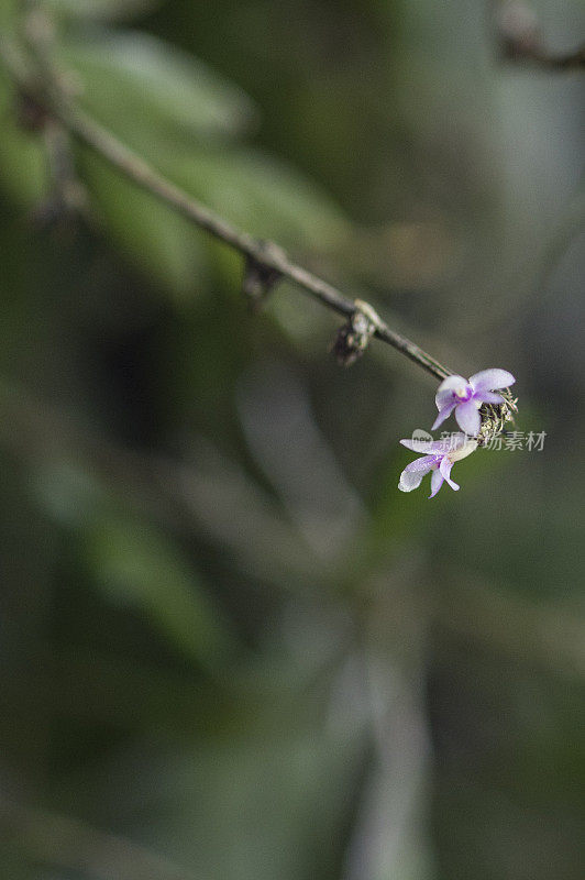 Dendrobium reflexitepalum 兰花。